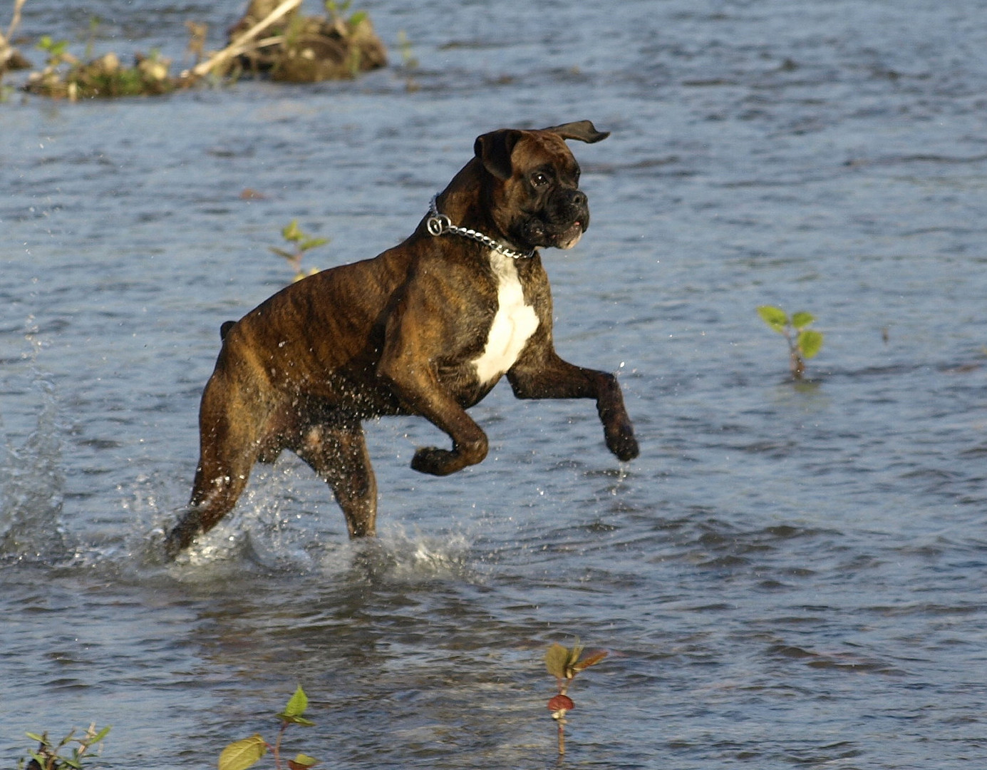 Badehund 2