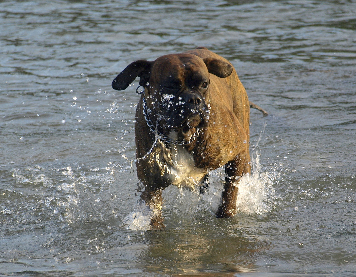 Badehund