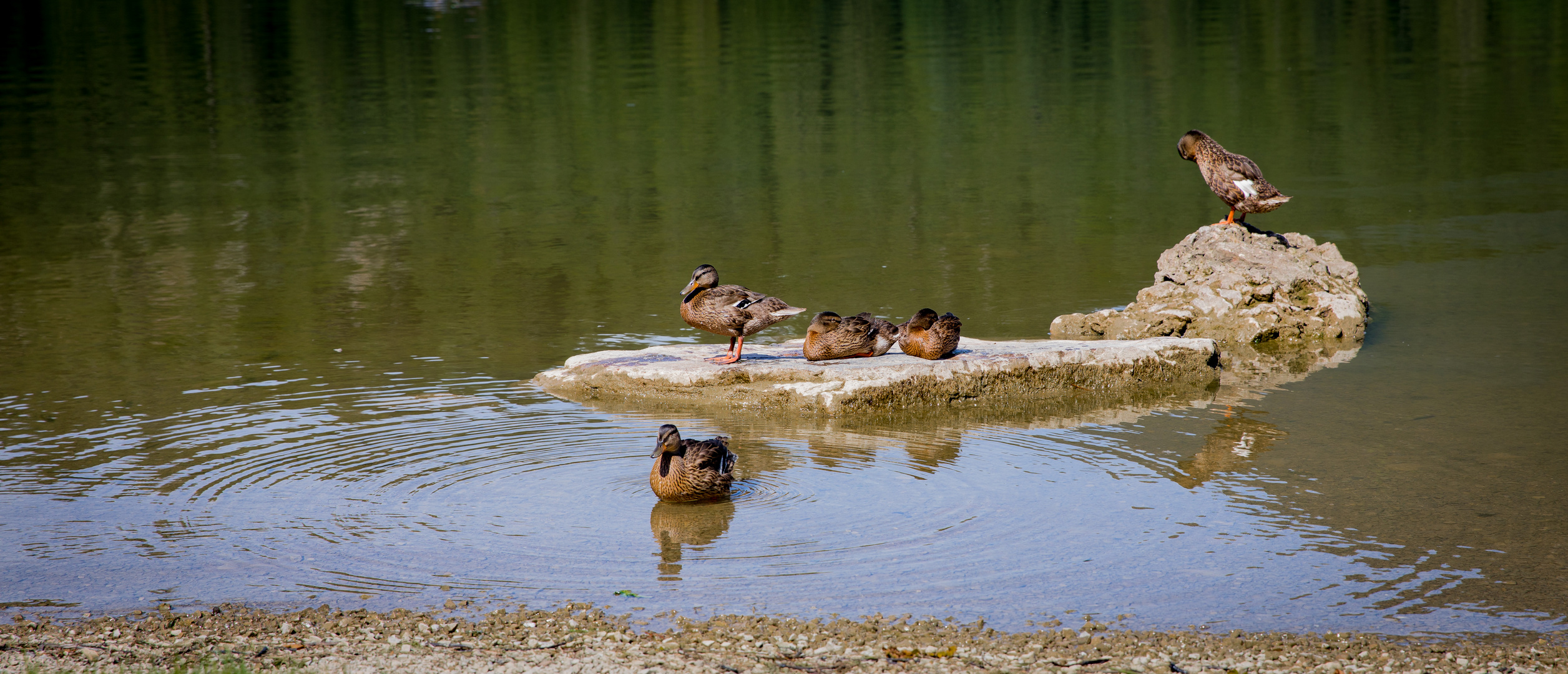 Badeinsel