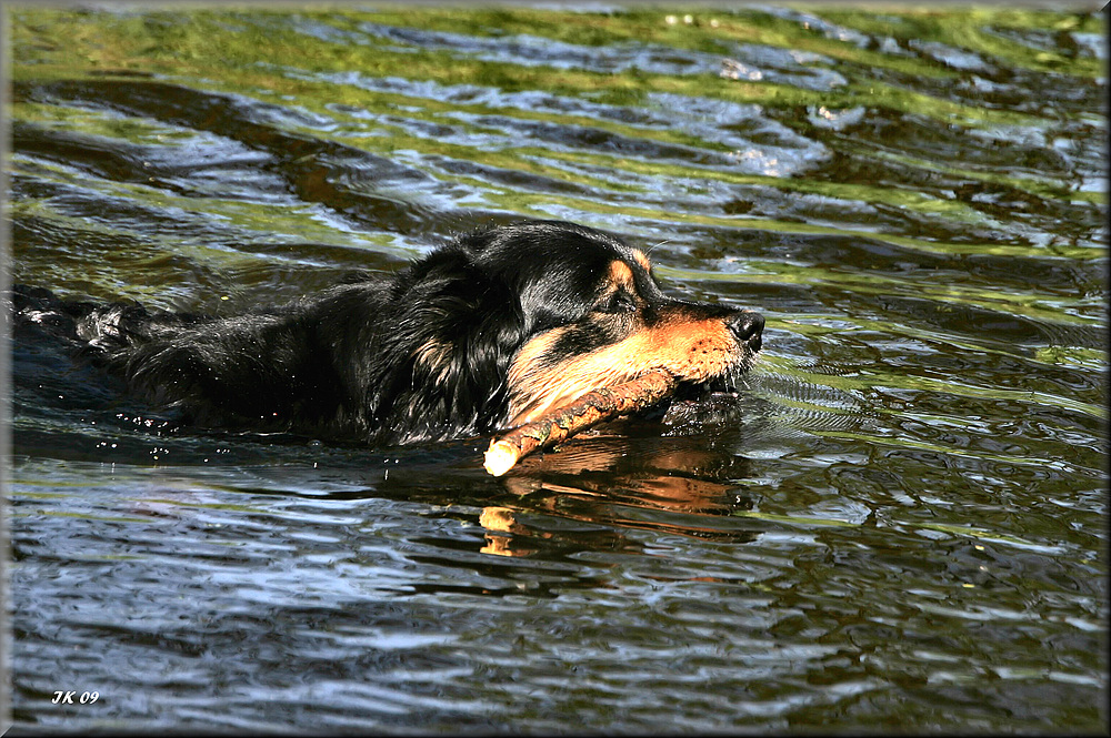 Baden&hellip;.. Foto &amp; Bild tiere, haustiere, hunde Bilder auf