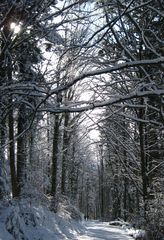 baden-baden winterwandrung am merkur