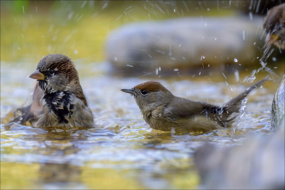 Baden... Foto & Bild tiere, wildlife, wild lebende vögel Bilder auf