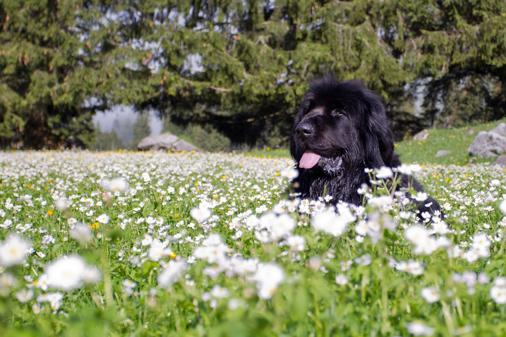 Baden im Blumenmeer