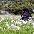 Baden im Blumenmeer