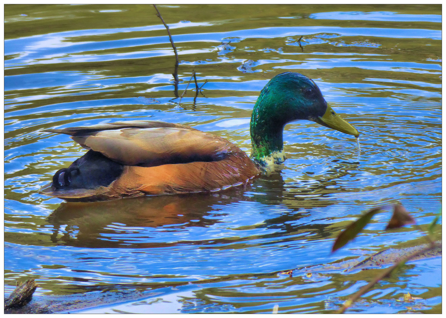 Baden im Eisweiher