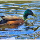 Baden im Eisweiher