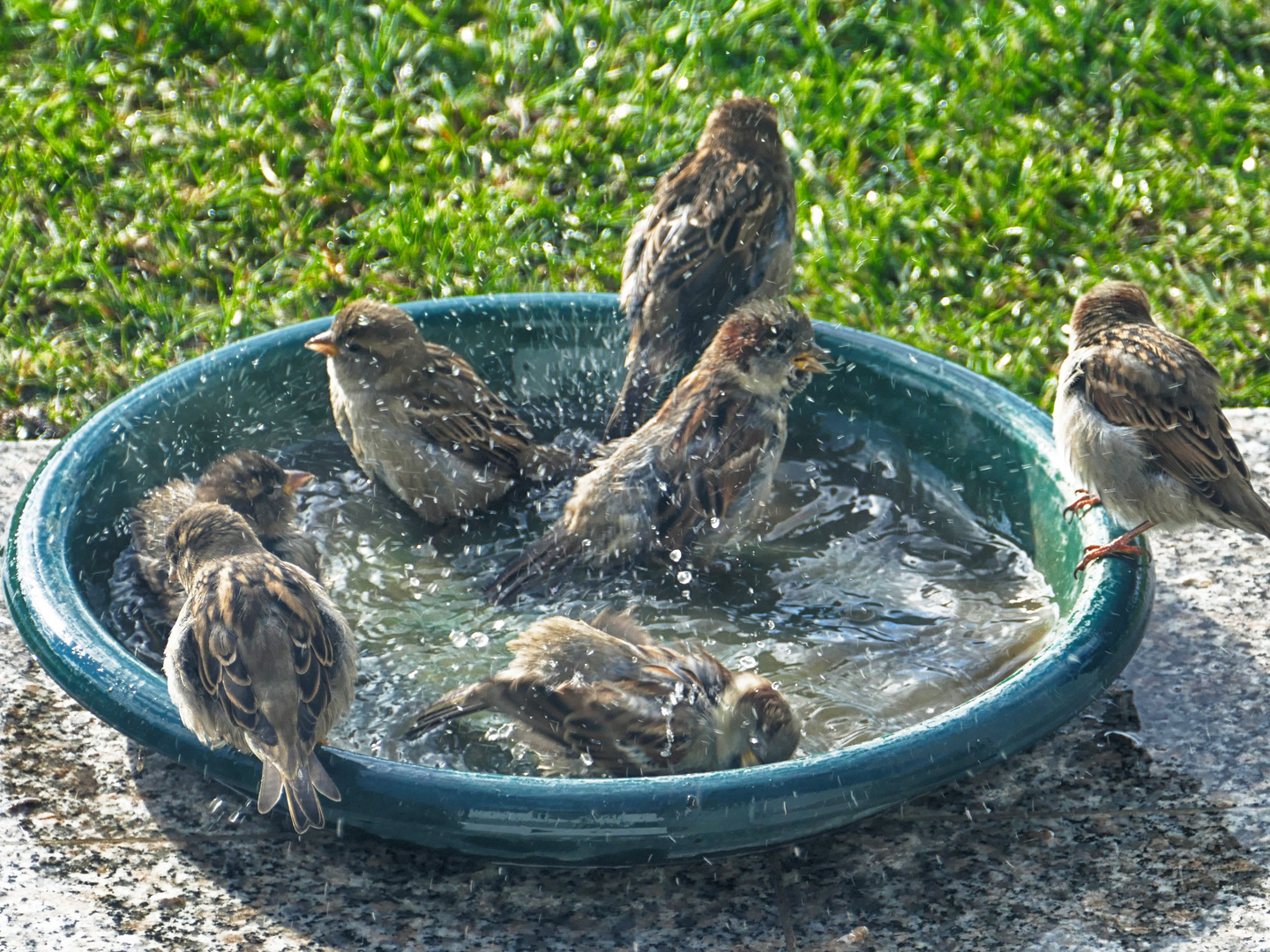 Baden im Pool