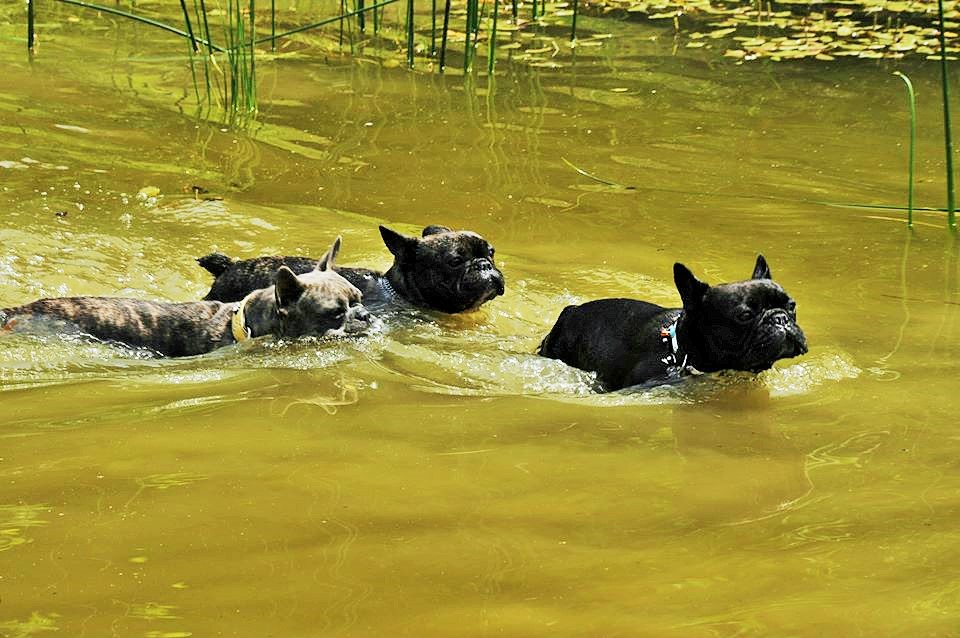 Baden in der Hundeschule