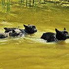 Baden in der Hundeschule