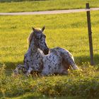 Baden in der Sonne