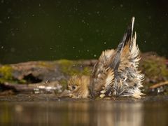 Baden kann der Kleine schon ziemlich gut