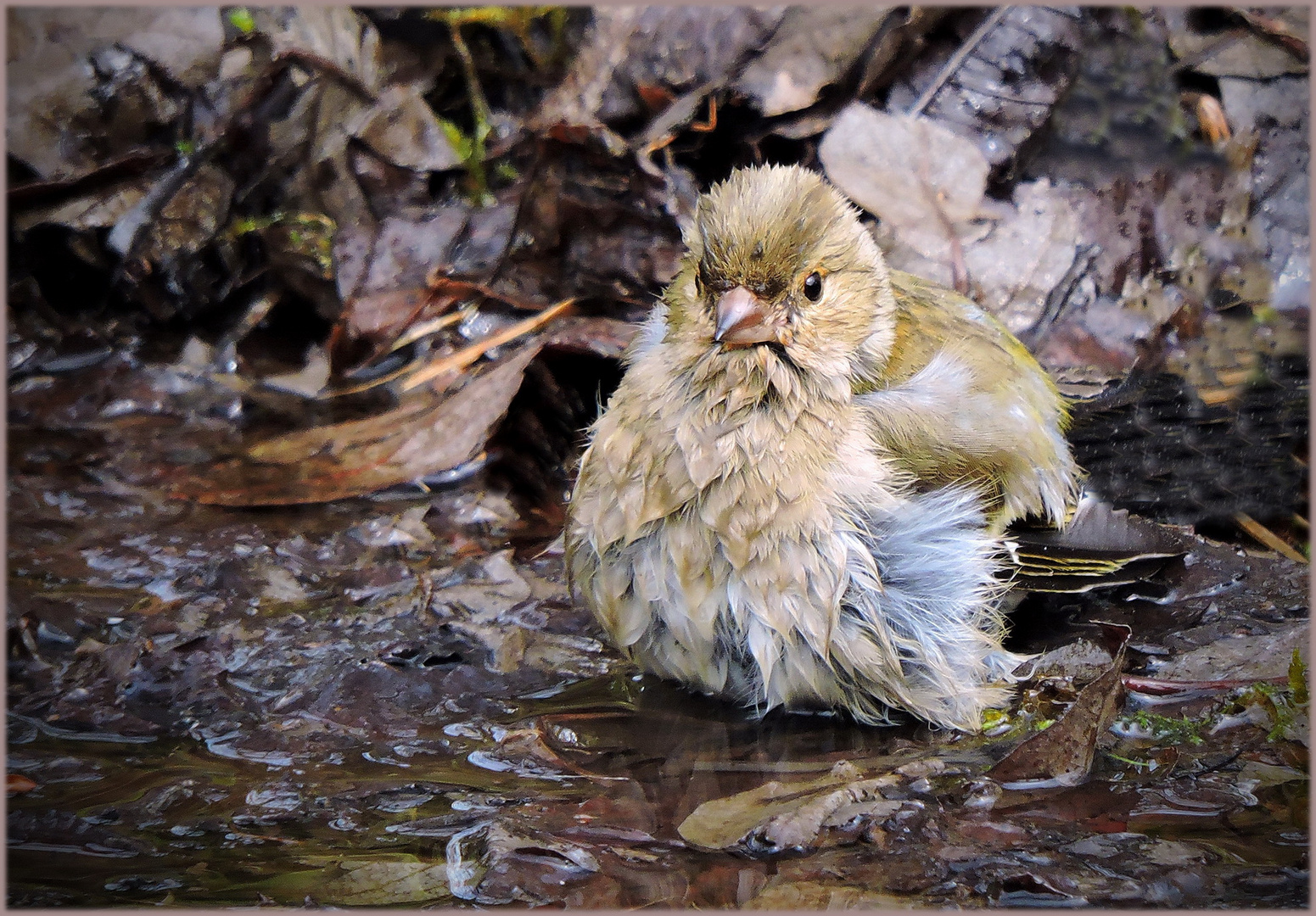  baden kann man auch in der kleinsten Pfütze