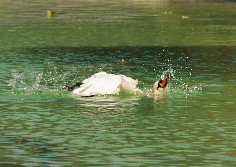 Baden macht spass