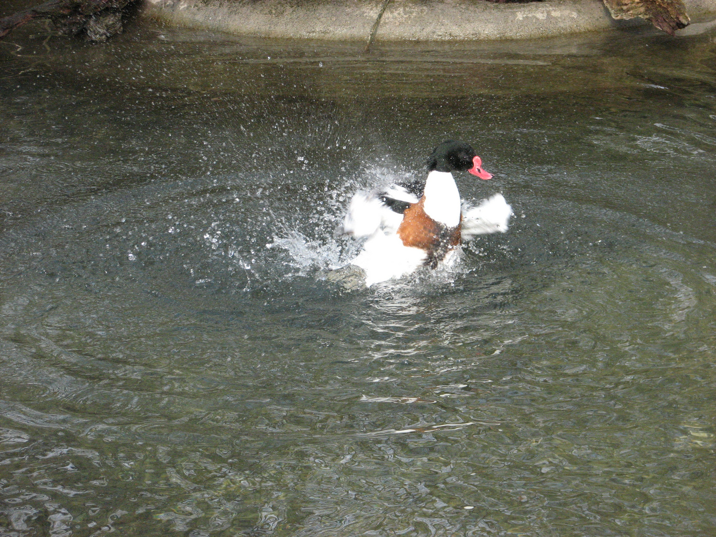 Baden macht Spaß!