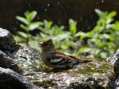 baden macht Spaß