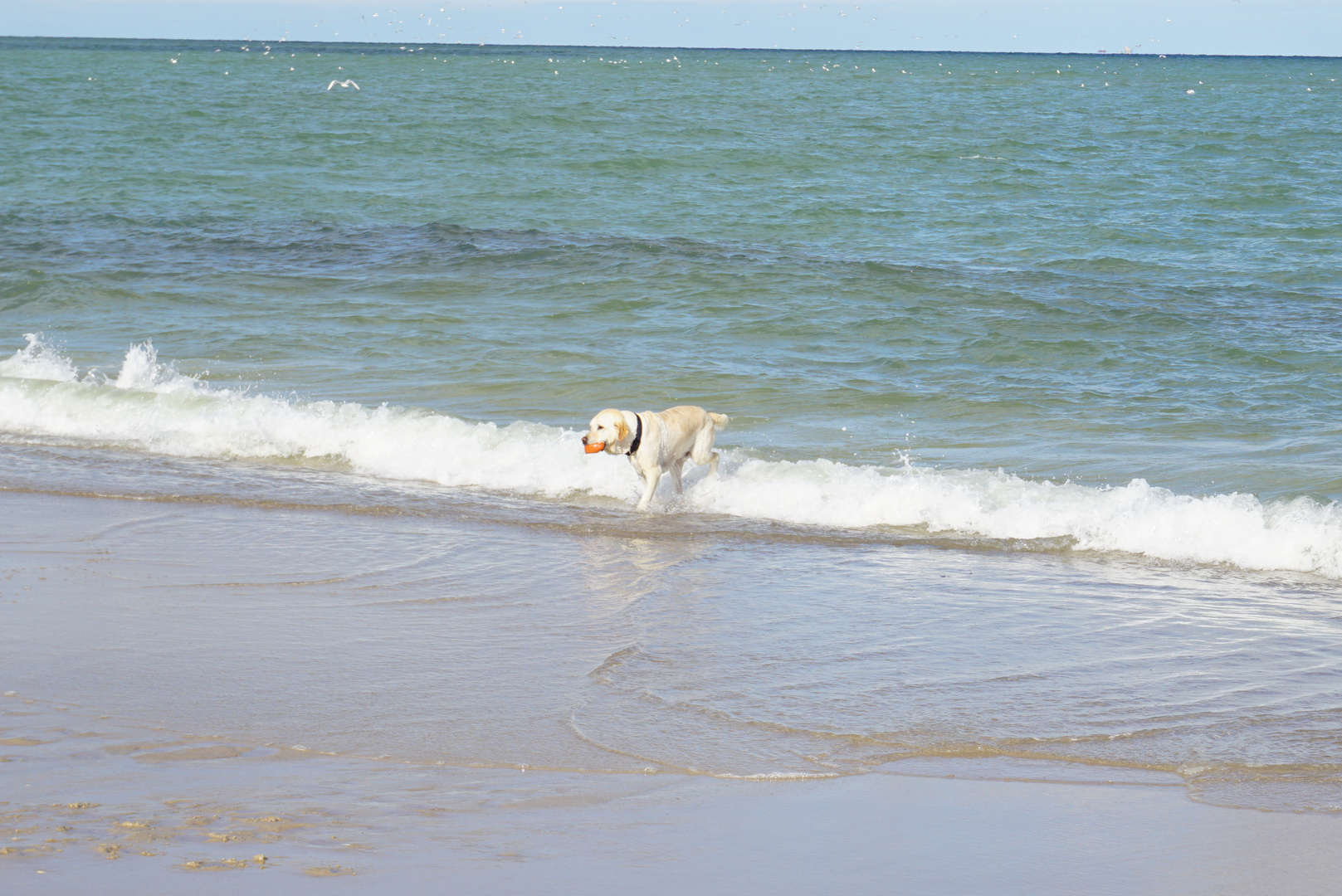 Baden mit Hund