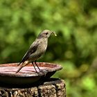 Baden oder den Nachwuchs füttern ?