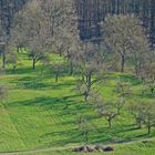 Baden-Württemberg - *Das Grün erwacht im Bottwartal*