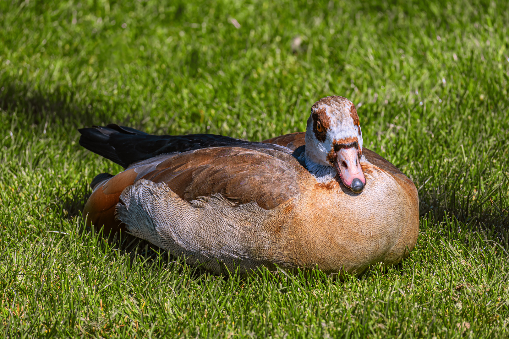 BADEN-WUERTTEMBERG : DIE NILGANZ IM SCHLOSSGARTEN STUTTGART