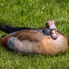 BADEN-WUERTTEMBERG : DIE NILGANZ IM SCHLOSSGARTEN STUTTGART