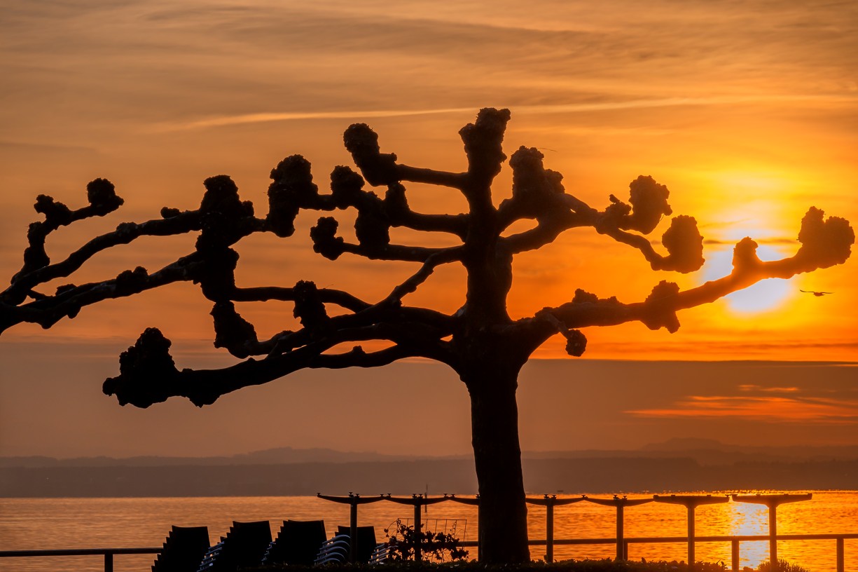 BADEN-WÜRTTEMBERG : FRIEDRICHSHAFEN - PLATANE IM SONNENUNTERGANG