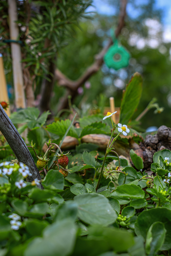 BADEN-WÜRTTEMBERG : GARTENSCHAU BALINGEN 2023