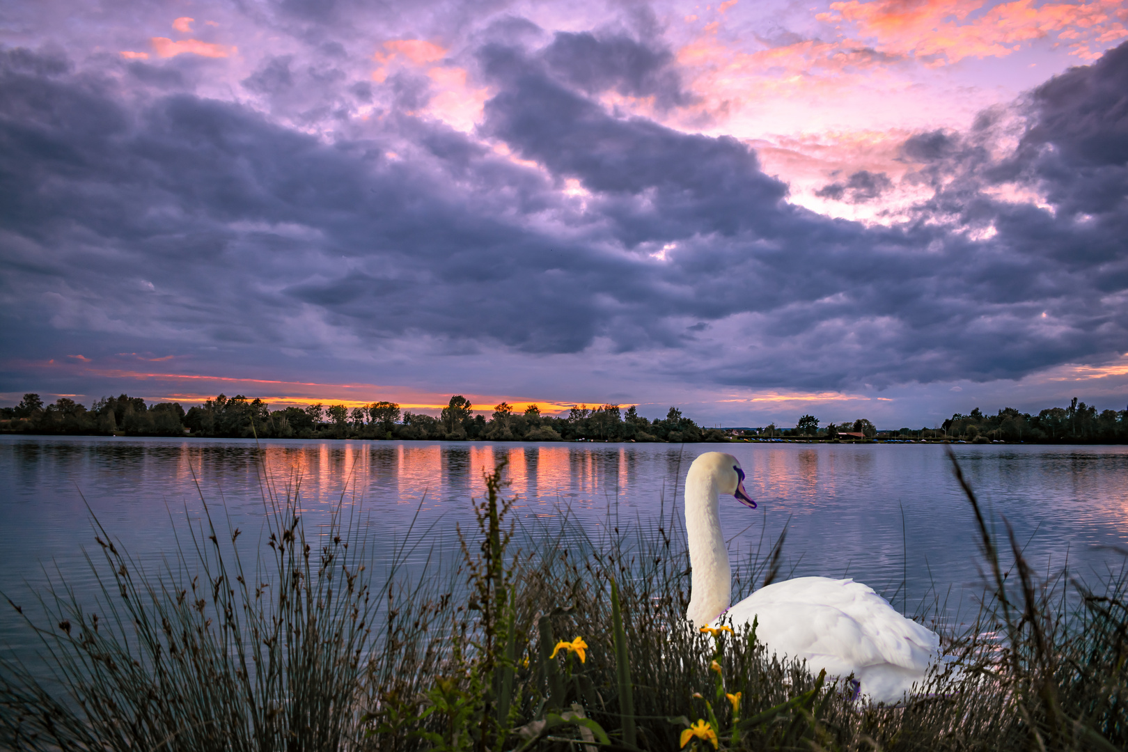 BADEN-WUERTTEMBERG : THE SWAN