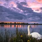 BADEN-WUERTTEMBERG : THE SWAN