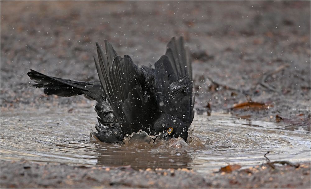 Badende Amsel