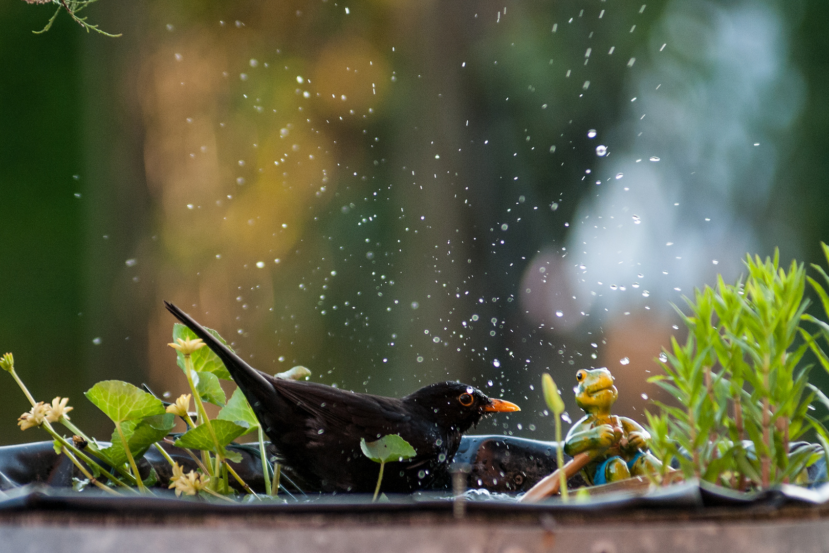 badende Amsel