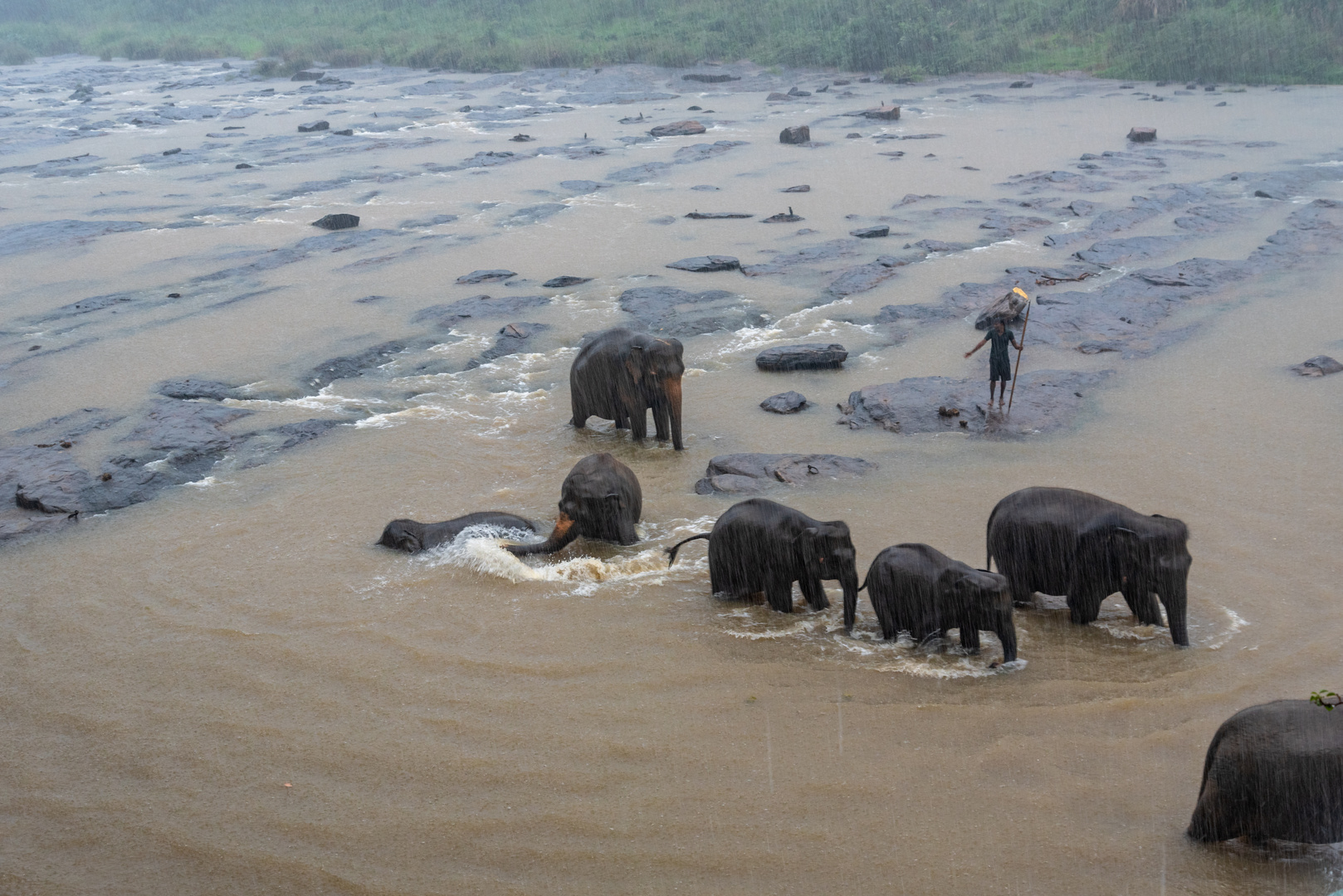Badende Elefanten