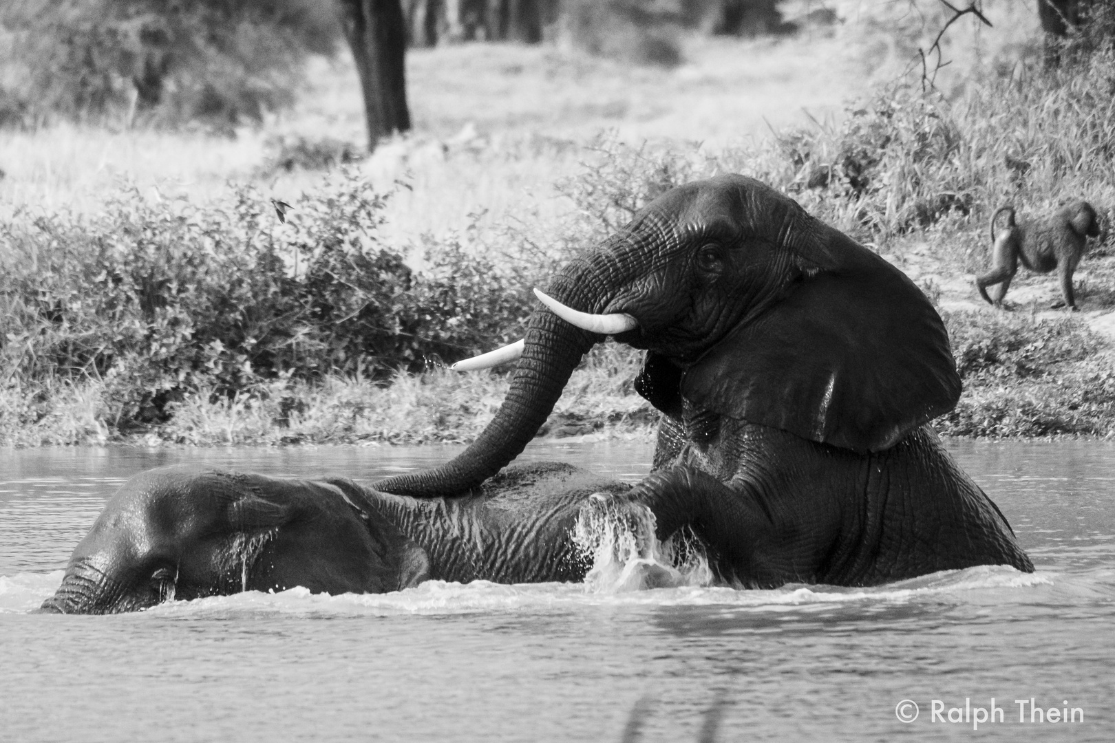 Badende Elefanten im Tarangire NP