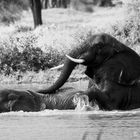 Badende Elefanten im Tarangire NP