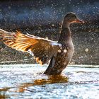 Badende Ente beim Sonnenuntergang 