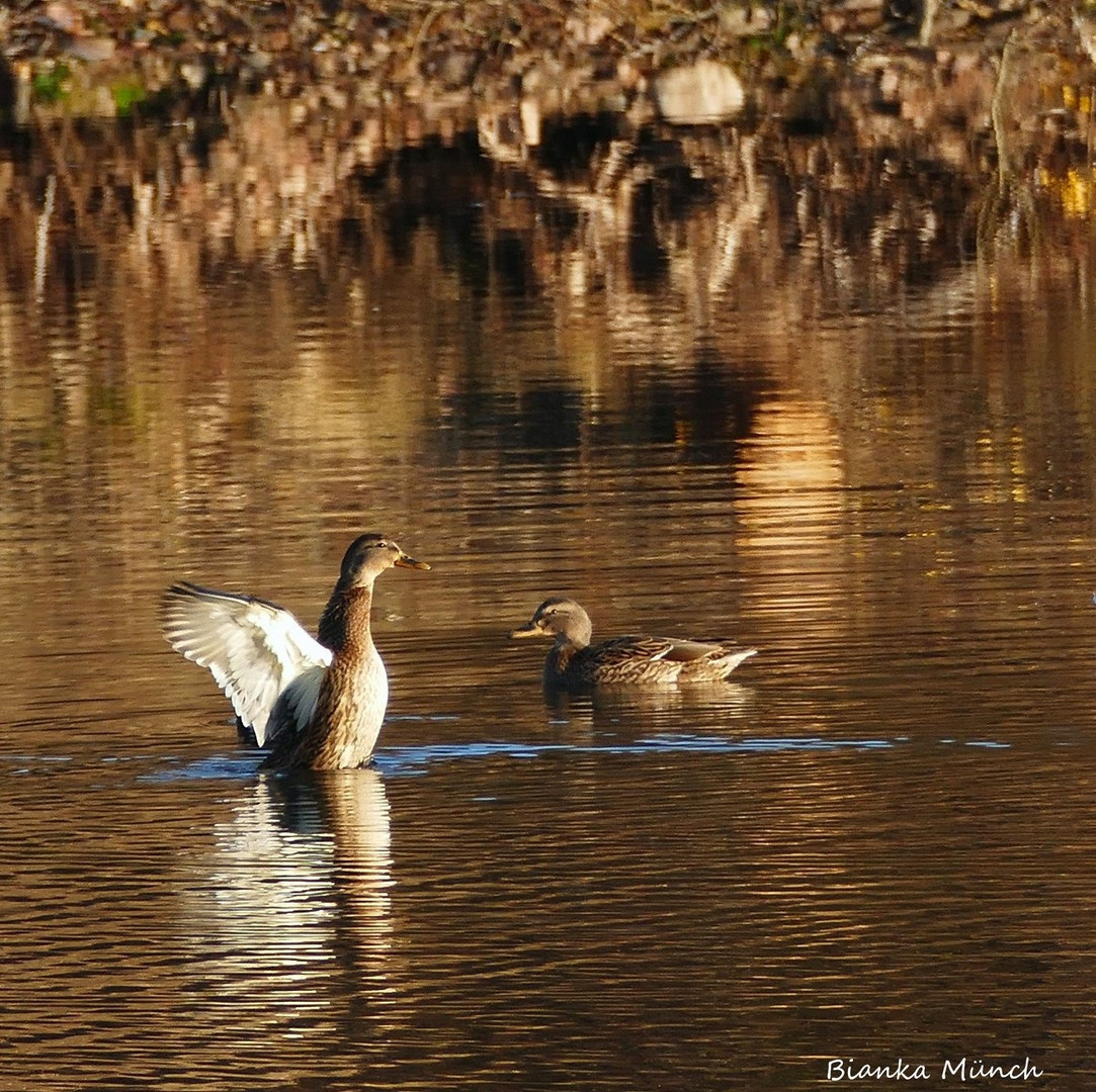 Badende Ente