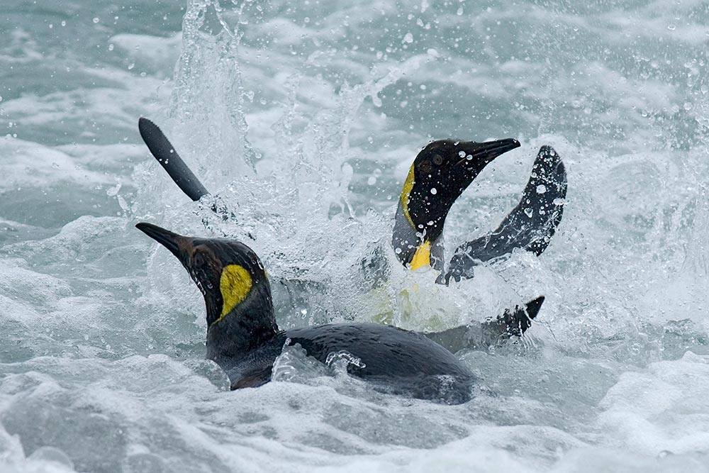 Badende Königspinguine Salisbury Plain South Georgia