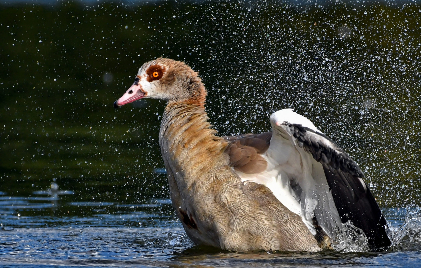 Badende Nilgans 