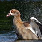 Badende Nilgans 