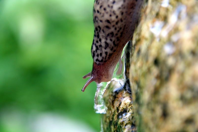 badende Schnecke