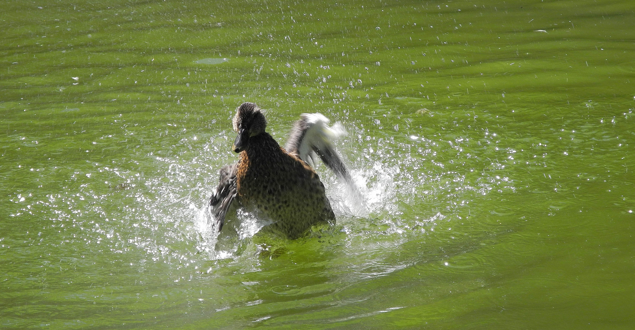 badende Stockente