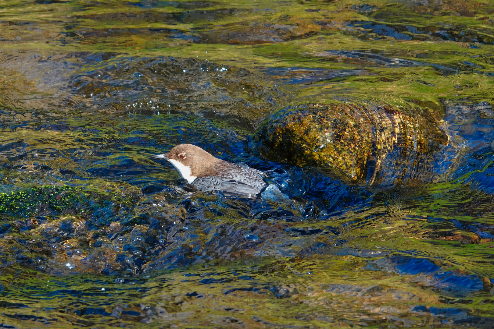 Badende Wasseramsel 