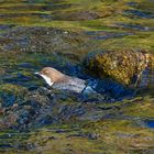 Badende Wasseramsel 