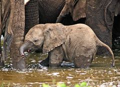 Badender Baby-Elefant