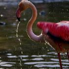 Badender Flamingo