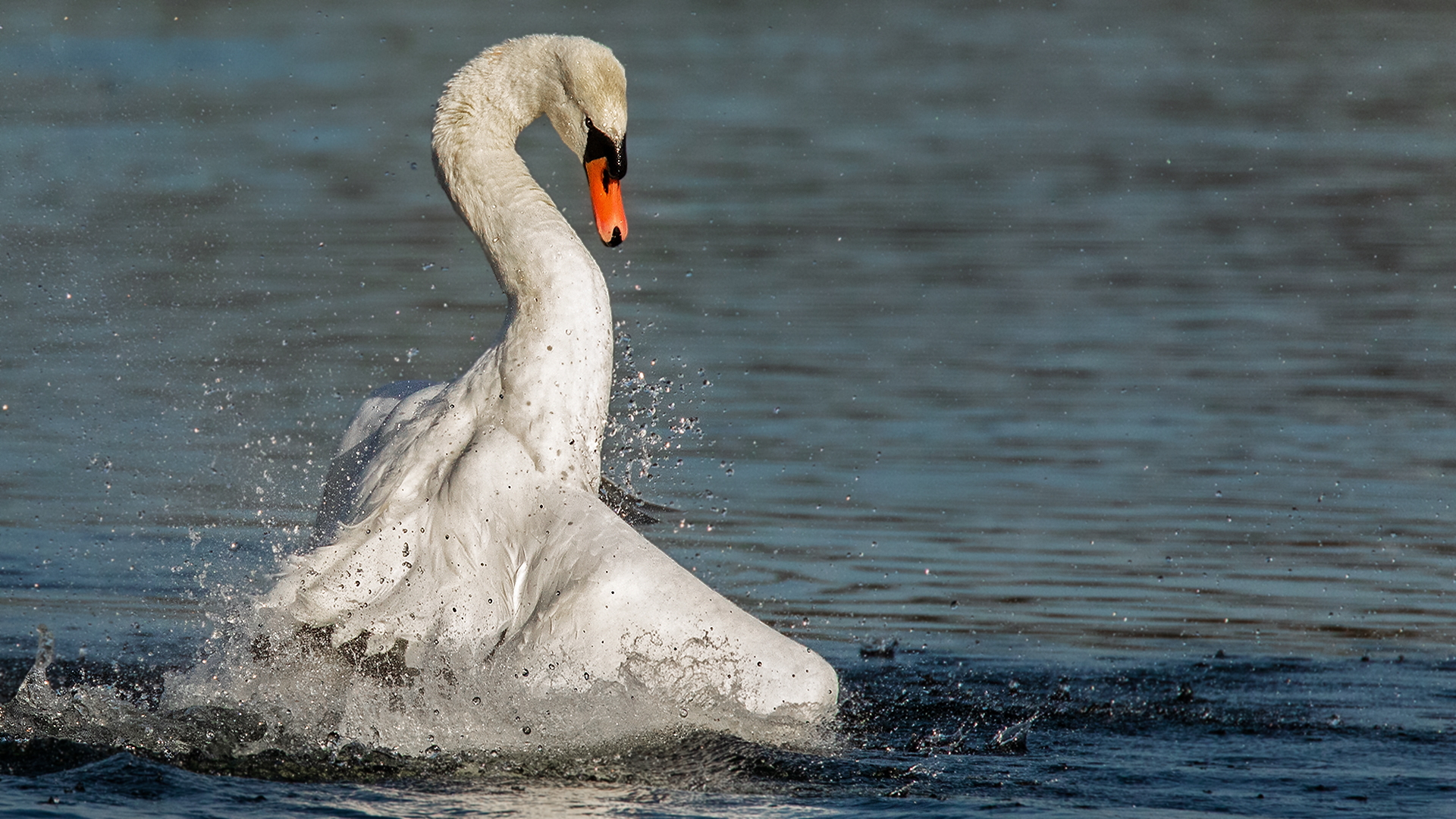 Badender Schwan 001