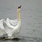 Badender Schwan