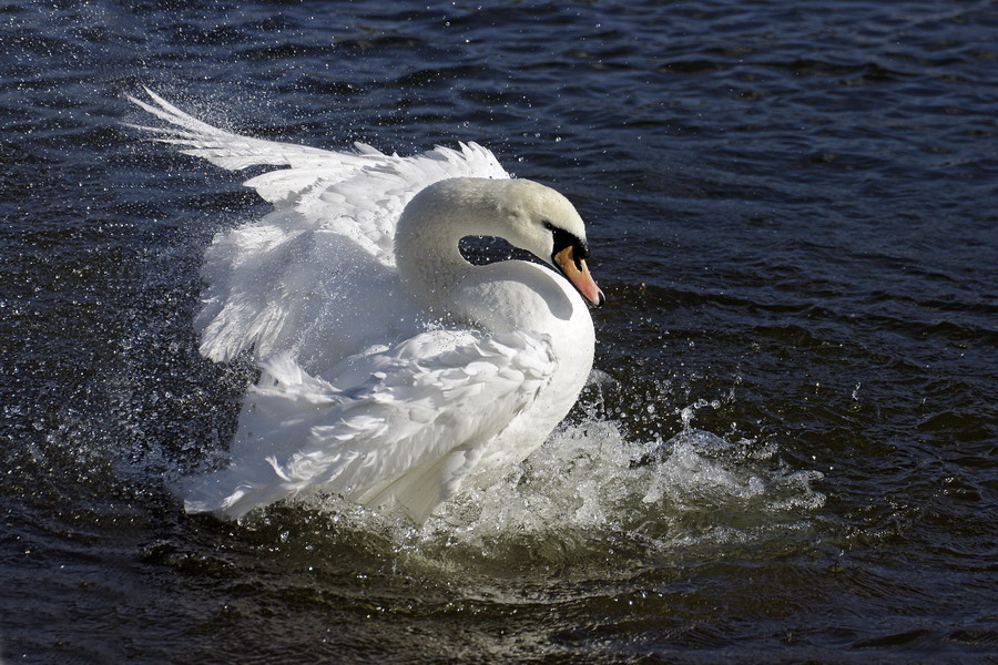 Badender Schwan