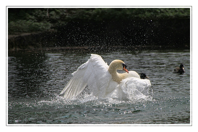 Badender Schwan