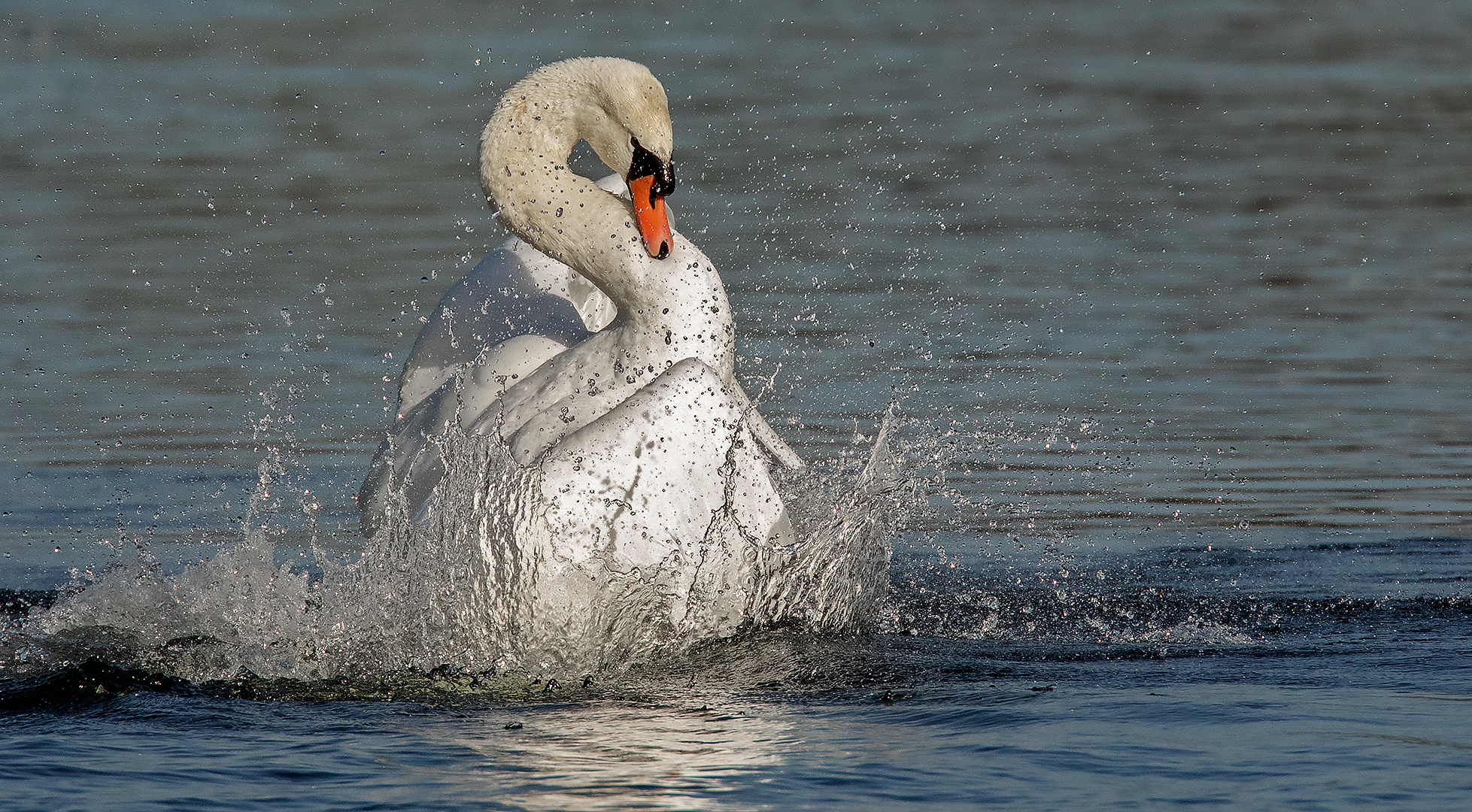 Badender Schwan