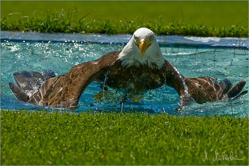 Badender Seeadler